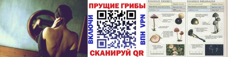Галлюциногенные грибы мухоморы  Купить  Тихорецк 